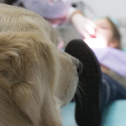Pet Therapy: in cosa consiste? Quali sono i suoi benefici?