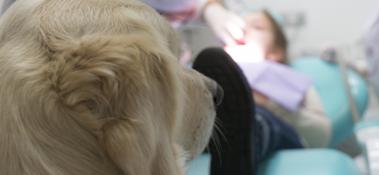 Pet Therapy: in cosa consiste? Quali sono i suoi benefici?